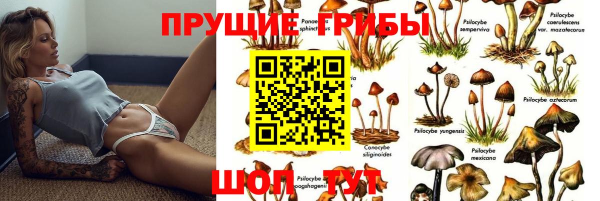 Галлюциногенные грибы Psilocybe Нурлат